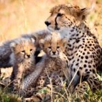 Mukhi cheetah cubs
