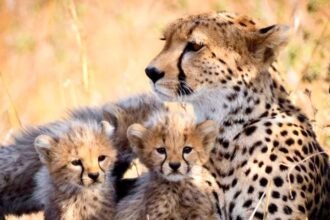 Mukhi cheetah cubs