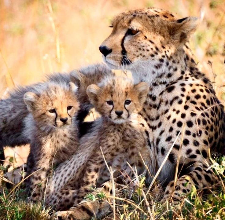 Mukhi cheetah cubs