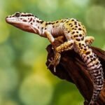 Arunachal Pradesh new lizard species