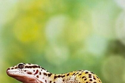 Arunachal Pradesh new lizard species