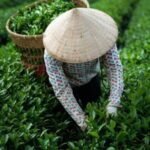 Shillong tea growers pricing