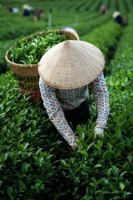 Shillong tea growers pricing
