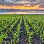 Rodent infestation devastates 42 per cent of Mizoram's crops, over 5000 farmers affected