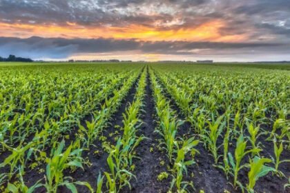 Rodent infestation devastates 42 per cent of Mizoram's crops, over 5000 farmers affected