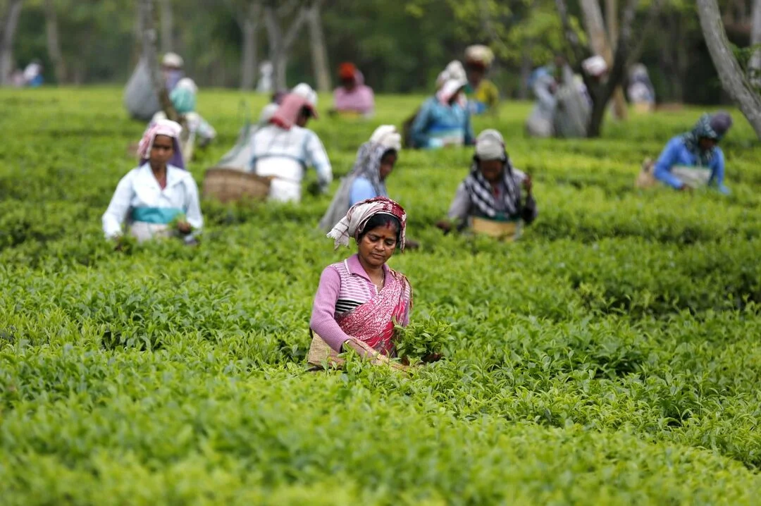 Assam Tea Industry Seeks Clarity on Land Rights for Workers