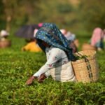 Tea garden workers in Assam plantation after OBC status announcement