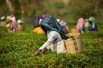Tea garden workers in Assam plantation after OBC status announcement