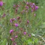 Newly discovered Mon Jai plant species named after Assamese singer Zubeen Garg