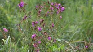 Newly discovered Mon Jai plant species named after Assamese singer Zubeen Garg