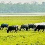 Kaziranga wild buffaloes being relocated to Kanha Tiger Reserve for conservation