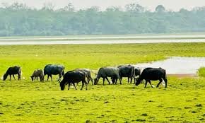Kaziranga wild buffaloes being relocated to Kanha Tiger Reserve for conservation