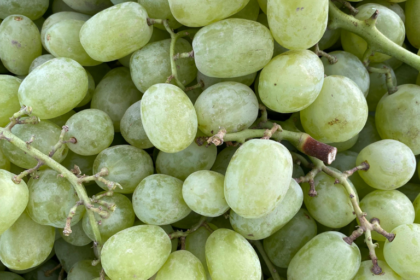 How to remove pesticides from your grapes naturally: Easy scientific steps to clean them the right way
