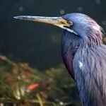 Conservationists discussing White Bellied Heron Rescue plan at Cotton University Guwahati