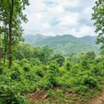 Meghalaya brings 20.89 hectares under community reserve in Garo Hills