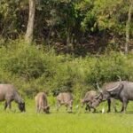 Wild buffaloes from Kaziranga relocated to Kanha National Park sparking conservation debate