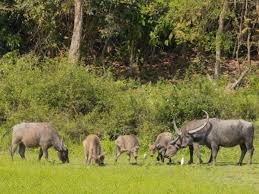 Wild buffaloes from Kaziranga relocated to Kanha National Park sparking conservation debate
