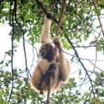 Hoolock gibbon in fragmented forest canopy showing habitat loss in Assam