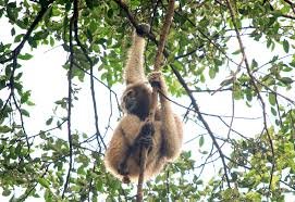 Hoolock gibbon in fragmented forest canopy showing habitat loss in Assam