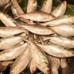 Tripura subsidised fish scheme for Bengali New Year celebrations