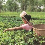 Premium Assam tea leaves displayed during auction trading at Guwahati Tea Auction Centre