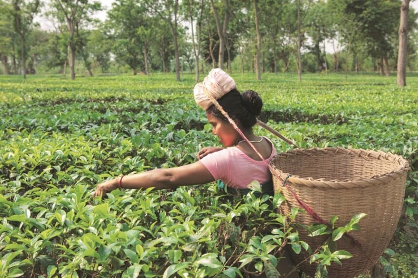 Premium Assam tea leaves displayed during auction trading at Guwahati Tea Auction Centre