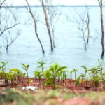 Mangrove saplings being planted along erosion-prone coastal areas in the Sundarbans