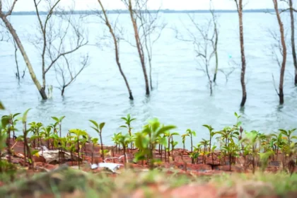 Mangrove saplings being planted along erosion-prone coastal areas in the Sundarbans