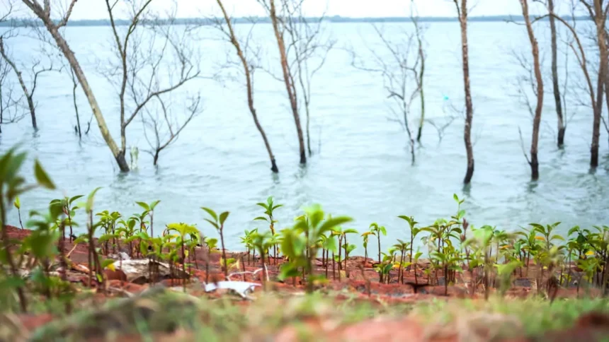 Mangrove saplings being planted along erosion-prone coastal areas in the Sundarbans
