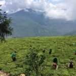 Sikkim Organic Farming Model showing farmers cultivating organic crops in green fields