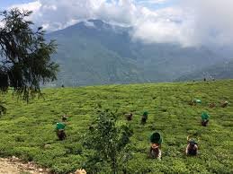 Sikkim Organic Farming Model showing farmers cultivating organic crops in green fields