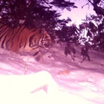 Tiger spotted inside an Arunachal Pradesh wildlife sanctuary after nearly twenty years