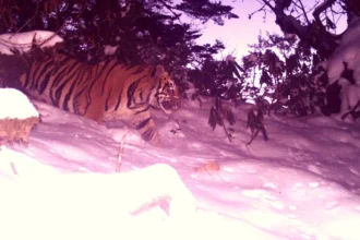 Tiger spotted inside an Arunachal Pradesh wildlife sanctuary after nearly twenty years
