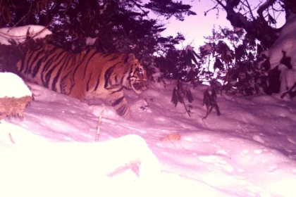 Tiger spotted inside an Arunachal Pradesh wildlife sanctuary after nearly twenty years