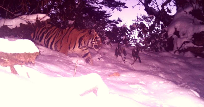 Tiger spotted inside an Arunachal Pradesh wildlife sanctuary after nearly twenty years