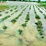 Agricultural Losses Due to Rain showing flooded fields and damaged crops affecting farmers