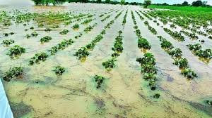 Agricultural Losses Due to Rain showing flooded fields and damaged crops affecting farmers