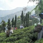 Darjeeling tea plantation workers using AI-powered digital monitoring systems to manage climate-related agricultural conditions