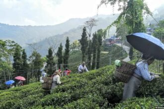 Darjeeling tea plantation workers using AI-powered digital monitoring systems to manage climate-related agricultural conditions
