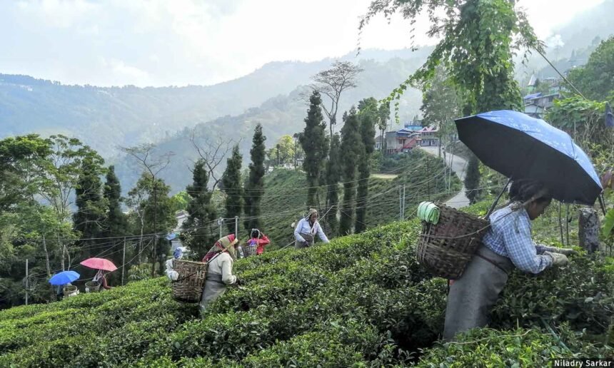 Darjeeling tea plantation workers using AI-powered digital monitoring systems to manage climate-related agricultural conditions