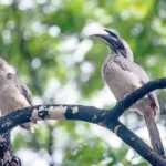 Rare hornbill bird perched in dense forest area of Arunachal Pradesh