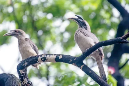 Rare hornbill bird perched in dense forest area of Arunachal Pradesh