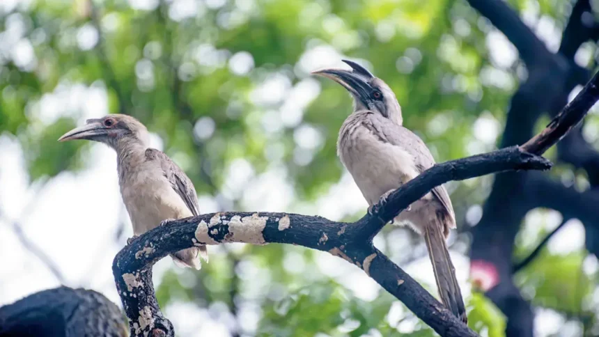 Rare hornbill bird perched in dense forest area of Arunachal Pradesh
