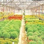 Tripura Organic Wheat showing high yield organic farming and farmer success story