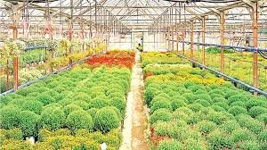 Tripura Organic Wheat showing high yield organic farming and farmer success story