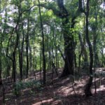 Dense sacred forest grove protected by Khasi traditional conservation practices in Meghalaya