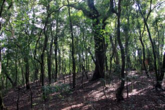 Dense sacred forest grove protected by Khasi traditional conservation practices in Meghalaya