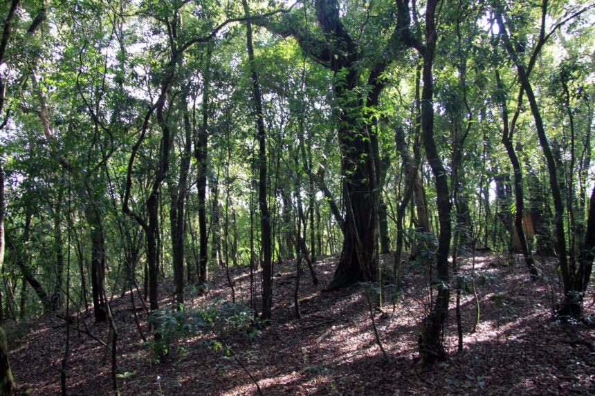 Dense sacred forest grove protected by Khasi traditional conservation practices in Meghalaya