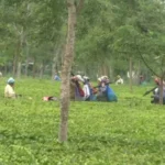 Tea workers plucking leaves in North Bengal tea gardens during revival initiative