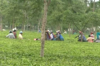 Tea workers plucking leaves in North Bengal tea gardens during revival initiative